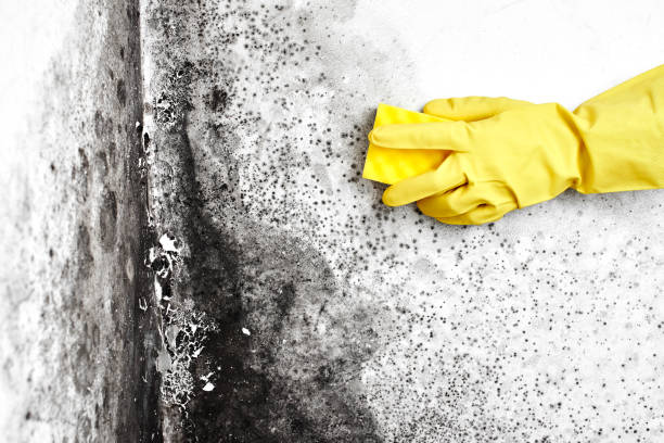 Best Residential Mold Removal  in Benson, UT