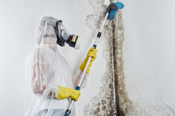 Best Residential Mold Removal  in Benson, UT