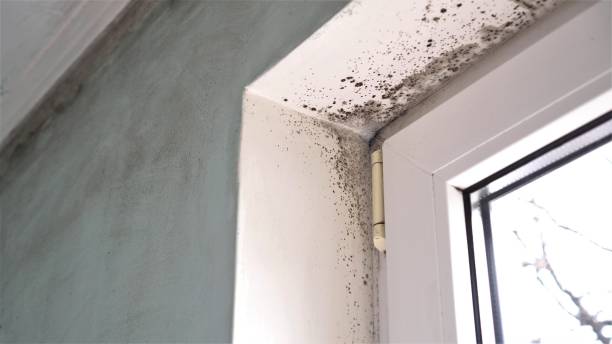Best Fast Mold Removal  in Benson, UT