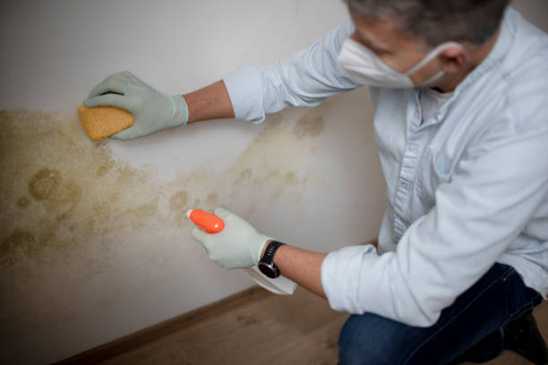 Best Same-Day Mold Removal  in Benson, UT