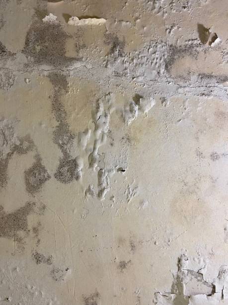 Best Mold Testing  in Benson, UT