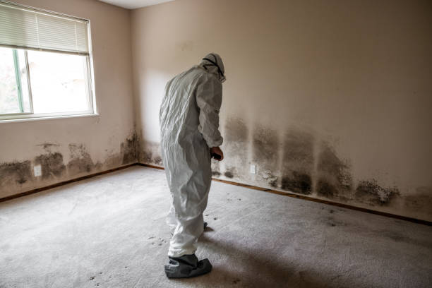 Best Local Mold Removal Service  in Benson, UT