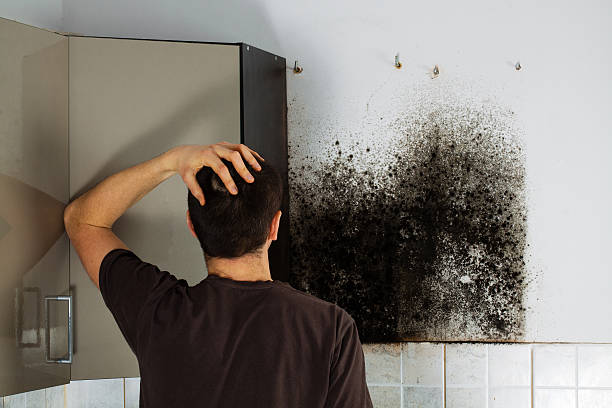 Best Best Mold Removal Companies  in Benson, UT